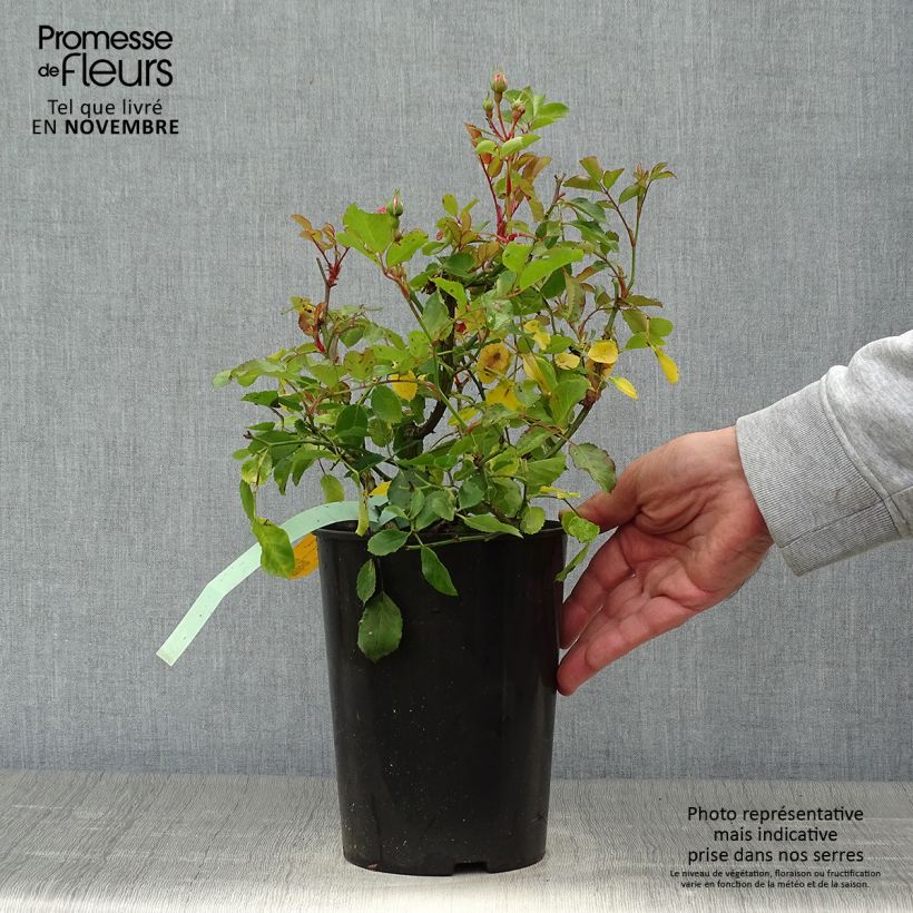 Ejemplar de Rosier couvre-sol Amica en pot de 3L/4L entregado en otoño