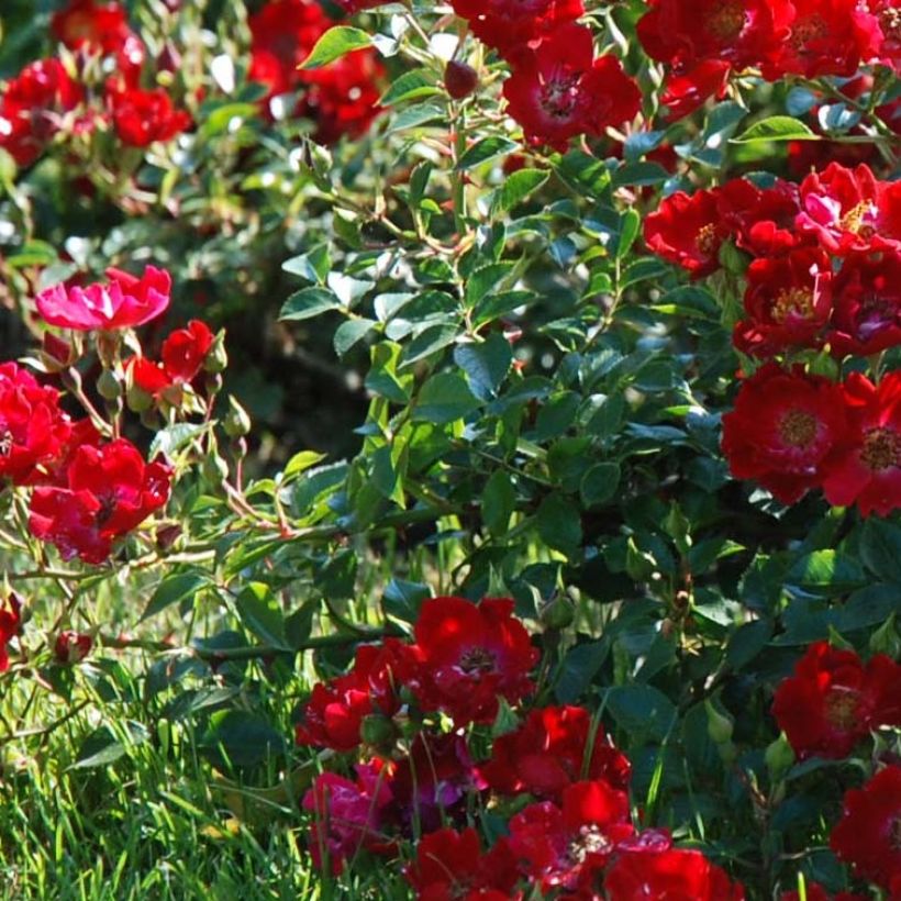 Rosal Rouge Cascade - Rosal tapizante (Follaje)