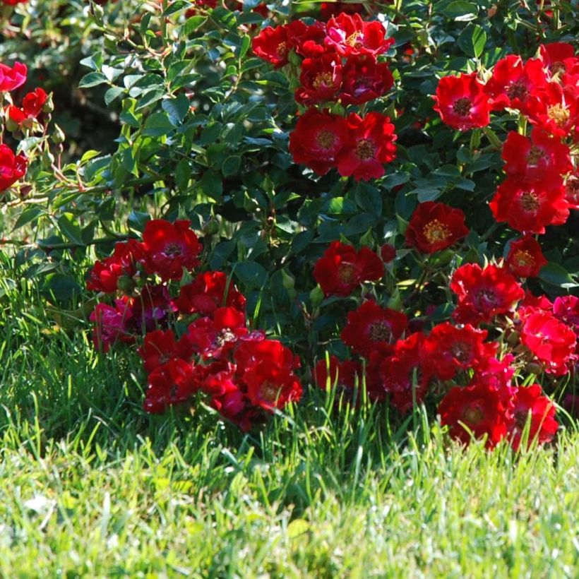 Rosal Rouge Cascade - Rosal tapizante (Floración)