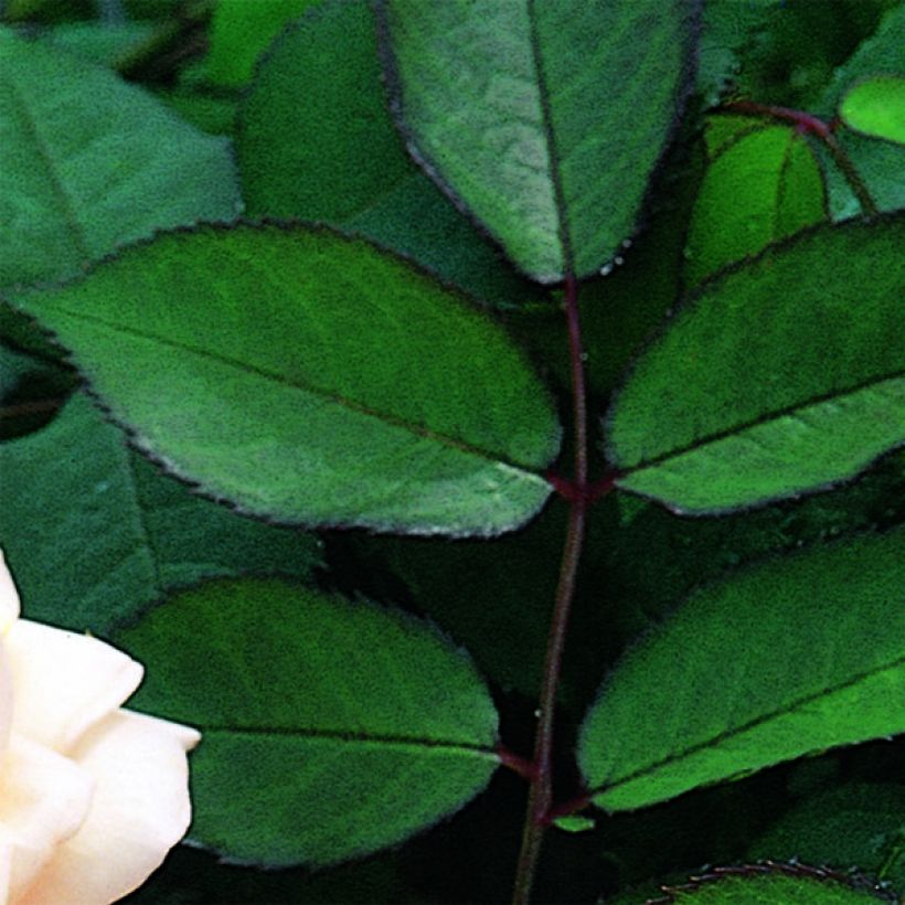 Rosal A Shropshire Lad (Follaje)