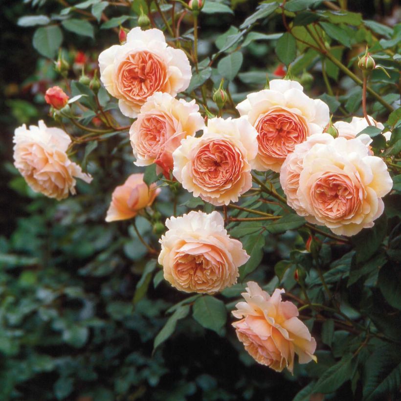 Rosal A Shropshire Lad (Floración)