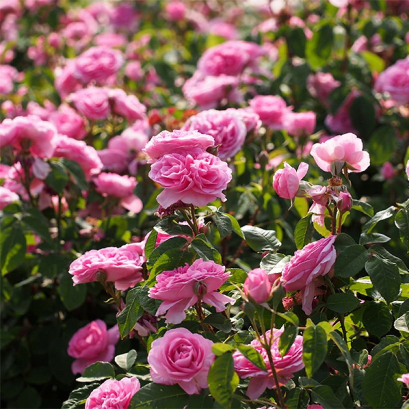 Rosal Gertrude Jekyll (Floración)