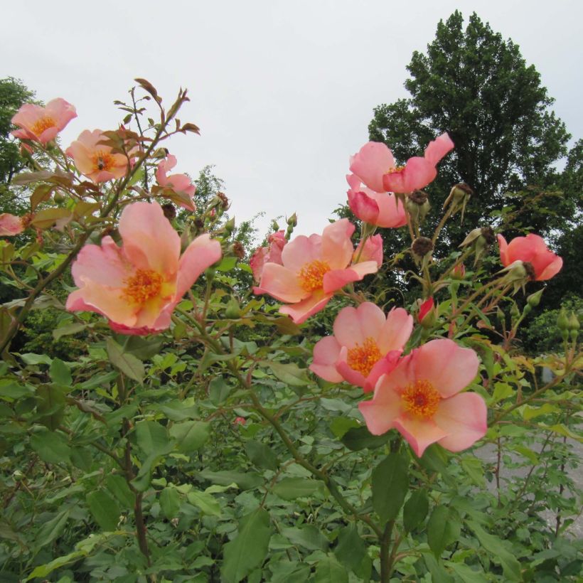 Rosal Morning Mist (Porte)