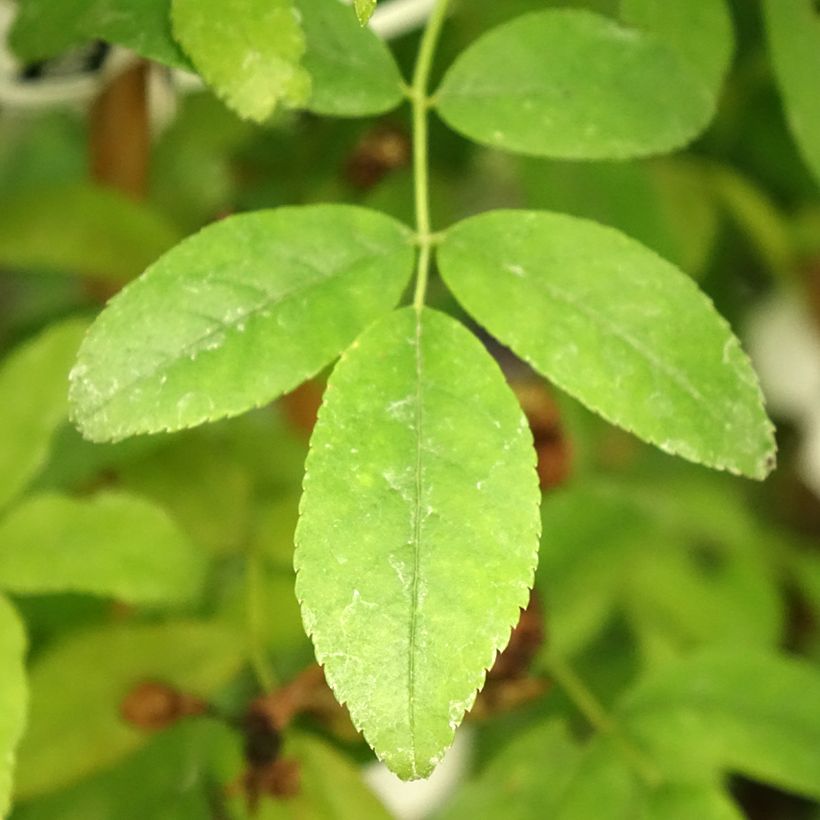 Rosa banksiae var. banksiae Alba Plena - Rosal de Banksia (Follaje)