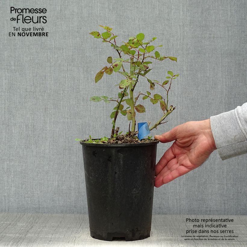 Ejemplar de Rosier Generosa Institut Lumière en pot de 5L entregado en otoño