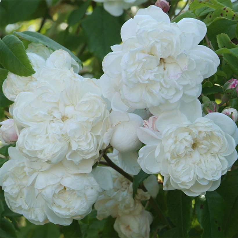 Rosal Aimée Vibert - Rosal trepador (Floración)