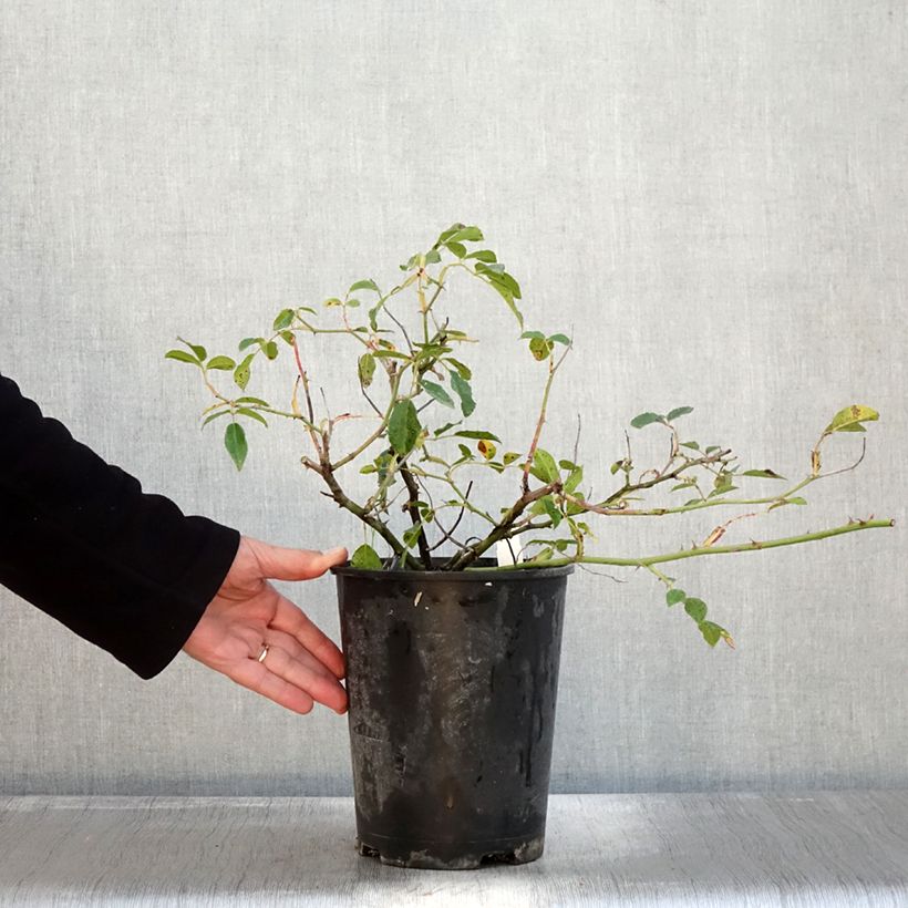 Ejemplar de Rosier grimpant Aimée Vibert en pot de 4L. entregado en otoño