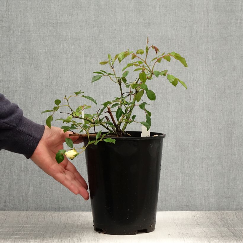 Ejemplar de Rosier grimpant Aimée Vibert en pot de 4L. entregado en verano