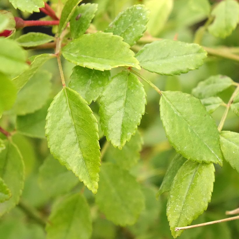 Rosal Crimson Shower - Rosal trepador (Follaje)