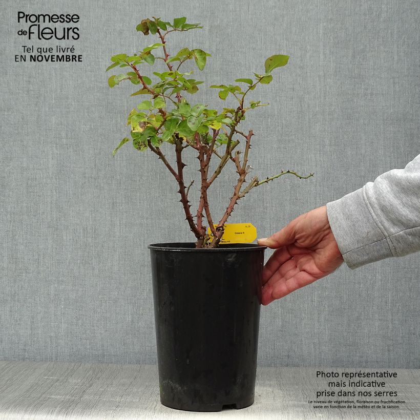 Ejemplar de Rosier grimpant Ozeana Pot de 4L/5L entregado en otoño