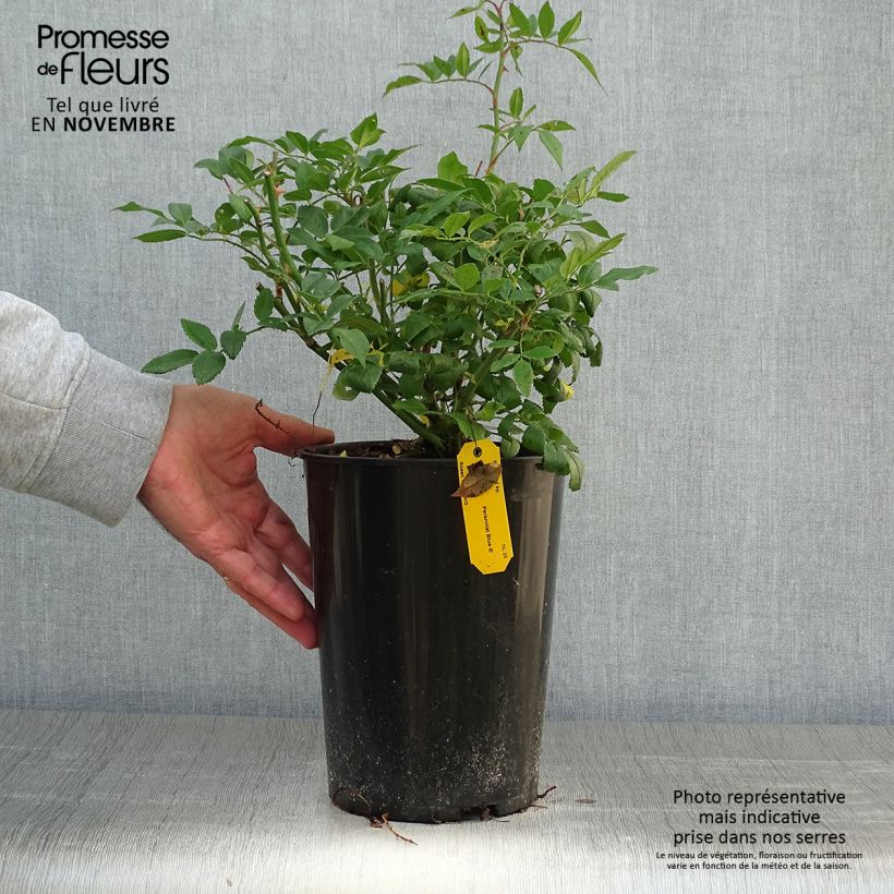 Ejemplar de Rosier grimpant Perennial Blue en pot de 4L entregado en otoño