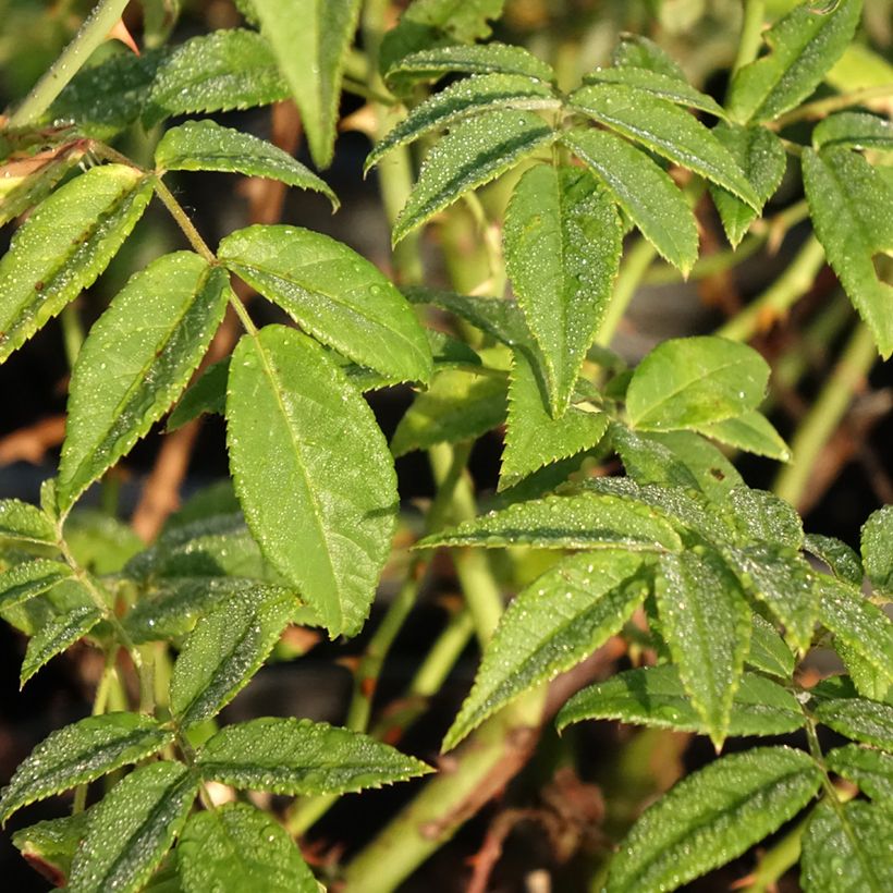 Rosal multiflora Seagull - Rosal trepadora (Follaje)