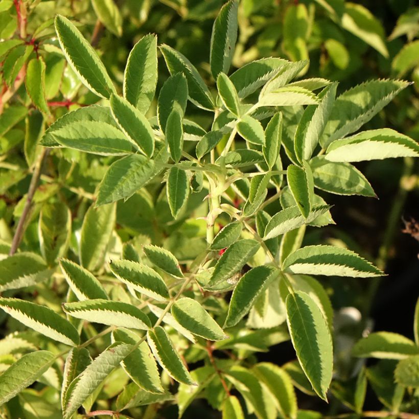 Rosal Siluetta Crimson - Rosal trepador (Follaje)