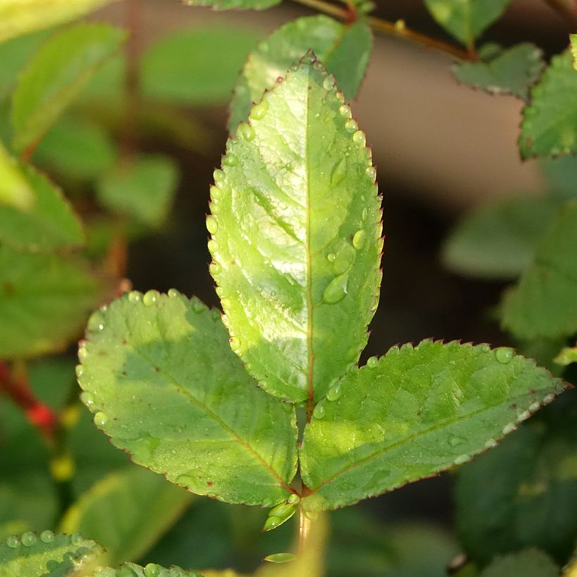 Rosal Siluetta Sweet - Rosal trepador (Follaje)