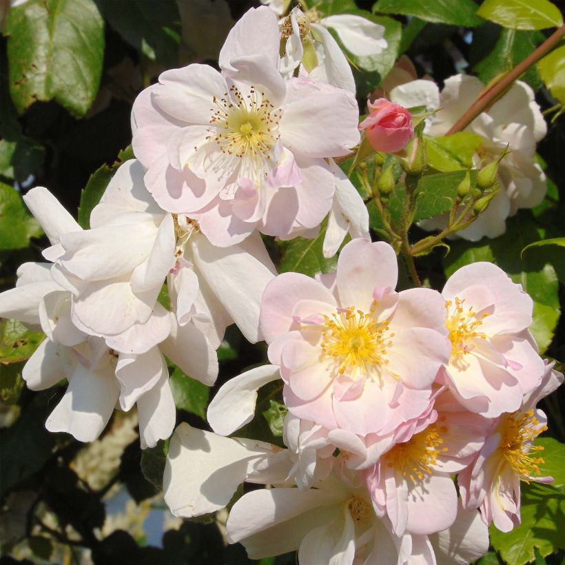 Rosal Sourire d'Orchidée - Rosal trepador (Floración)