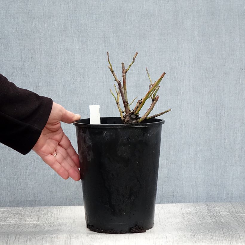 Ejemplar de Rosier liane Felicité et Perpétue en pot de 4L entregado en otoño