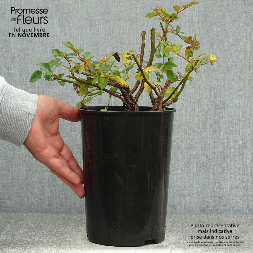 Ejemplar de Rosier nain Maestro Babylon Eyes - pot de 4L/5L entregado en otoño