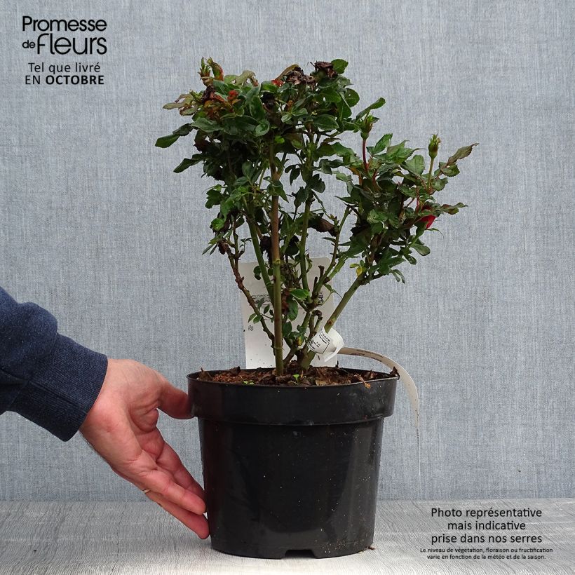 Ejemplar de Rosier nain Zepeti  Pot de 3L/4L entregado en otoño