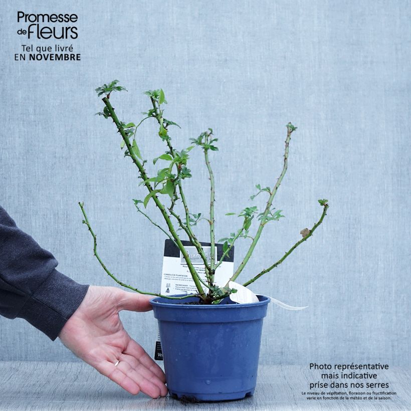 Ejemplar de Rosier paysager Rosanatura® Rosea® - Pot de 2L/3L entregado en otoño