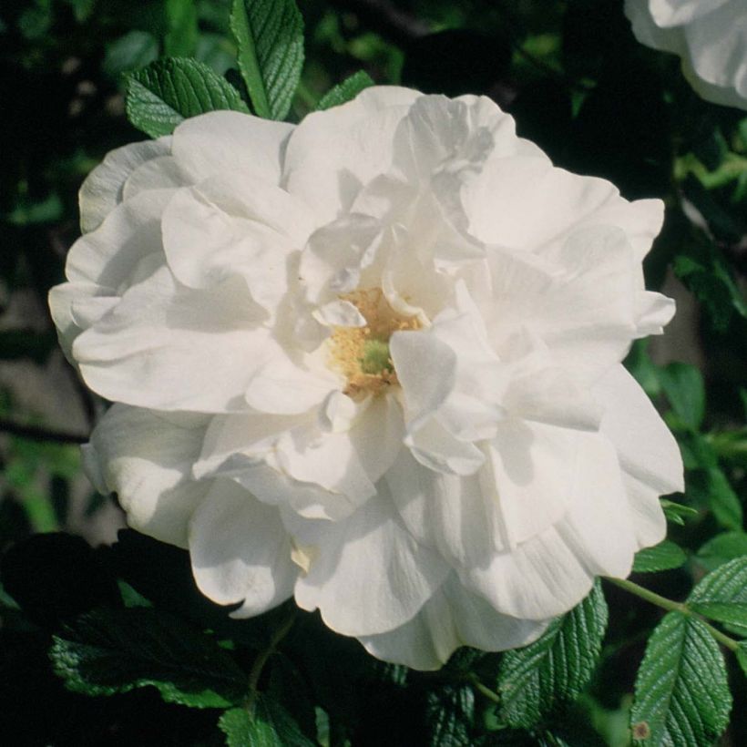 Rosal rugosa Blanc Double de Coubert (Floración)