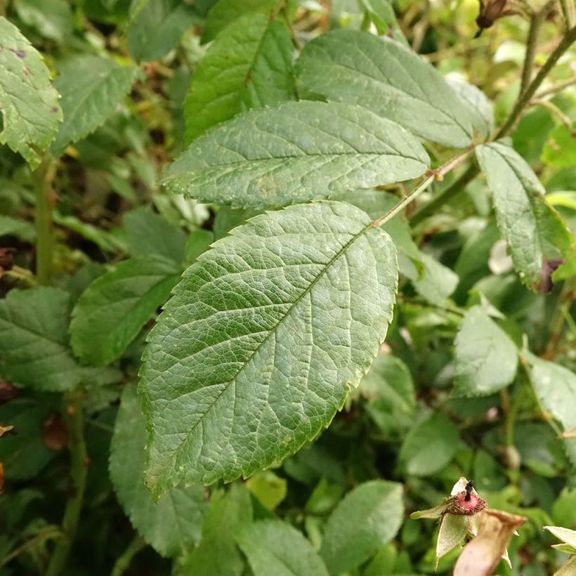 Rosal Ballerina (Rosal de pie alto) (Follaje)