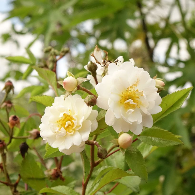 Rosal Guirlande d'Amour (Rosal de pie alto) (Floración)