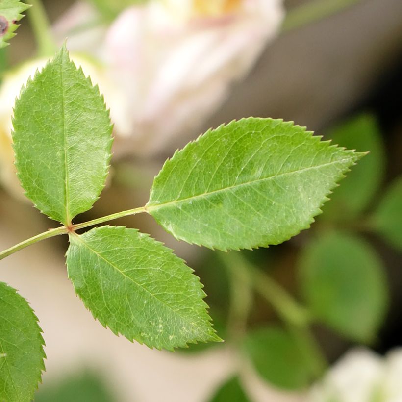 Rosal polyantha Honeymilk (Rosal de pie alto) (Follaje)