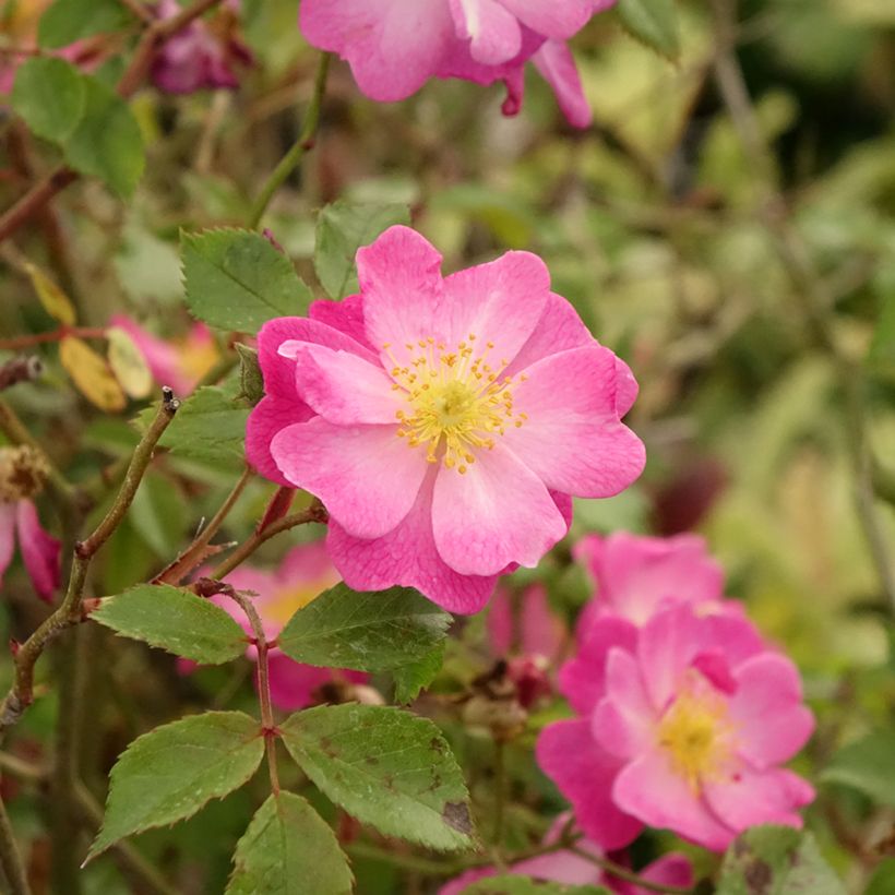 Rosal Lavender Dream (Rosal de pie alto) (Follaje)