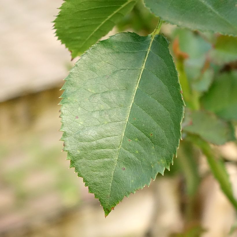 Rosal Minerva (Rosal de pie alto) (Follaje)