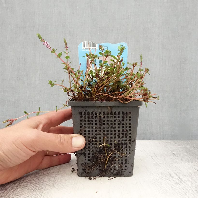 Ejemplar de Rotala indica - Rotala des Indes - Pot de 1L/1,5L entregado en verano