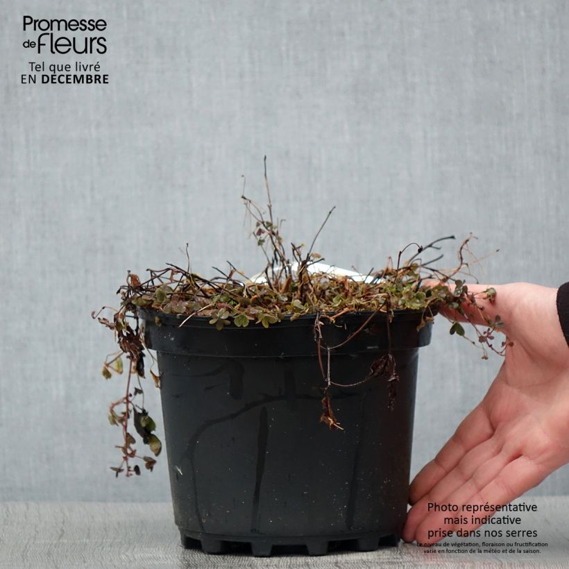 Rubus arcticus Beata - Framboisier de l'arctique - Pot de 2L/3L Ejemplar entregado en invierno