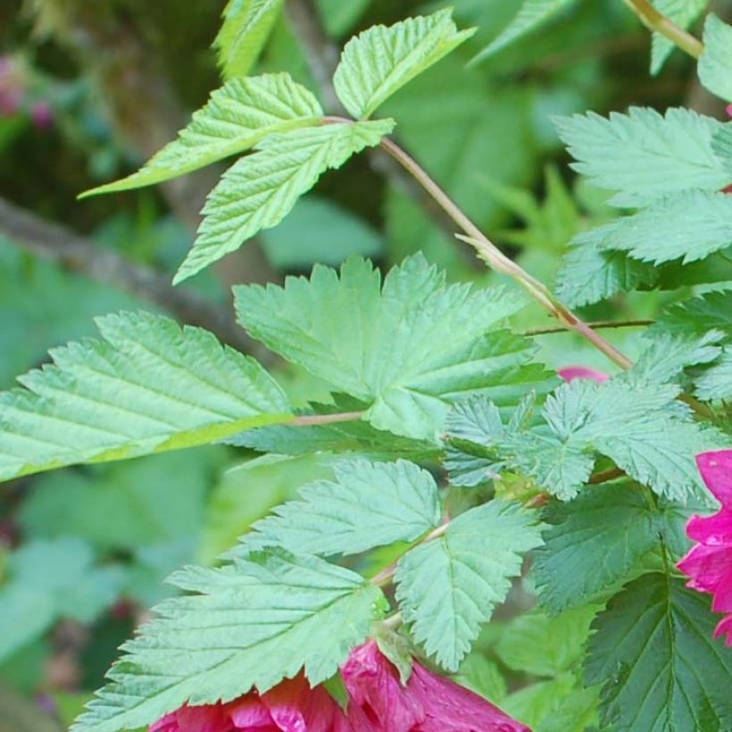 Rubus spectabilis Olympic Double - Zarza del salmon (Follaje)