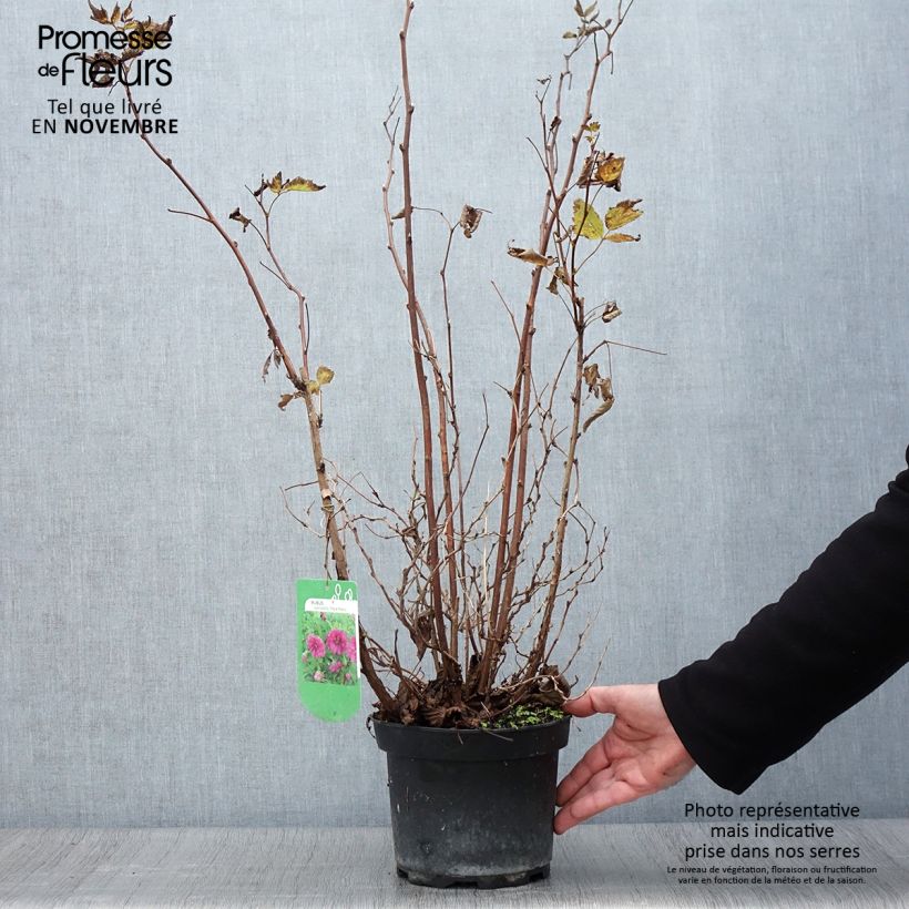 Ejemplar de Rubus spectabilis Olympic Double (Flore Pleno) - Ronce d'ornement Pot de 3L/4L entregado en otoño