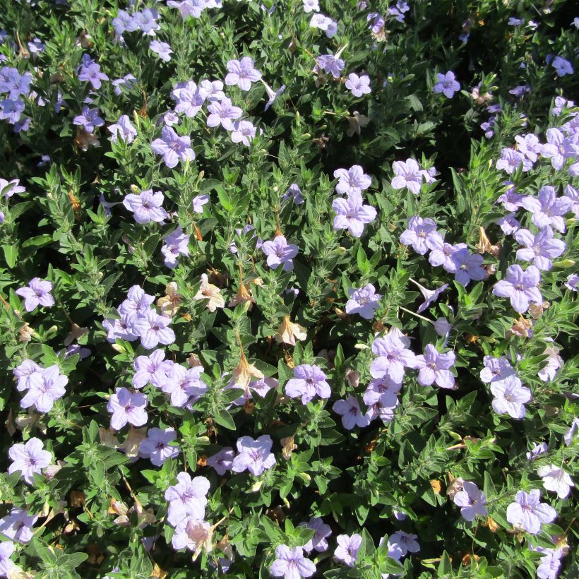 Ruellia humilis - Petunia silvestre (Porte)