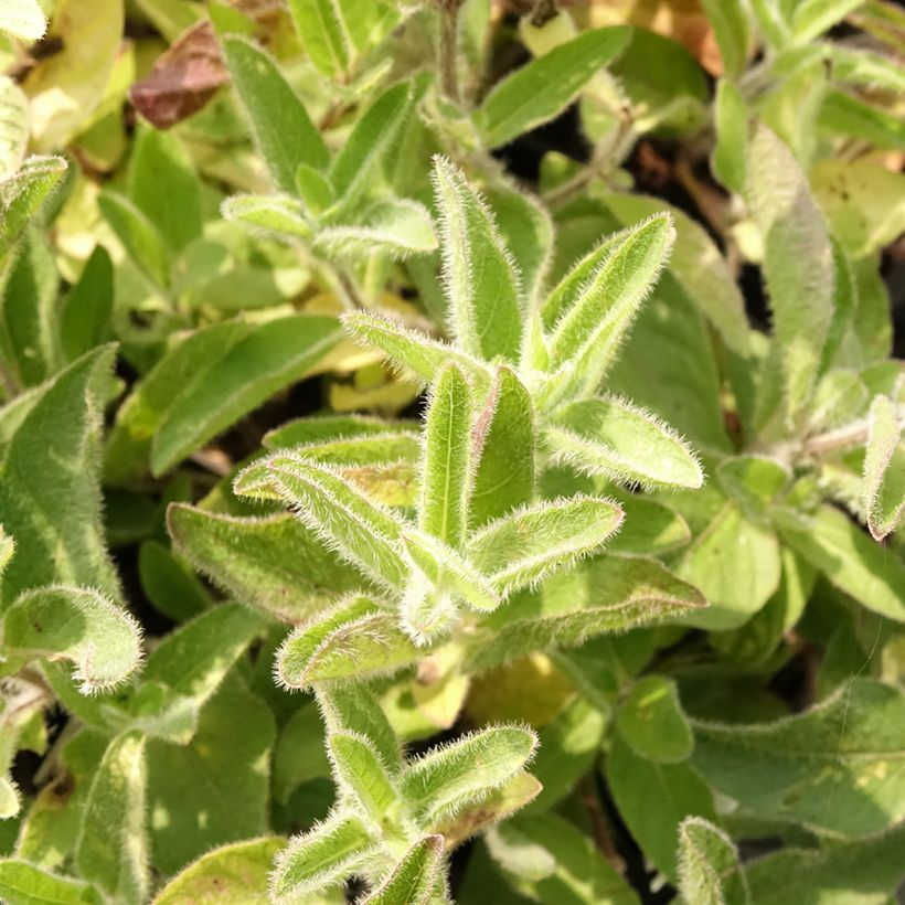 Ruellia humilis - Petunia silvestre (Follaje)