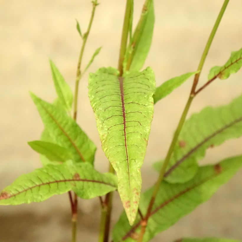 Rumex - Rumex sauvignea (Follaje)