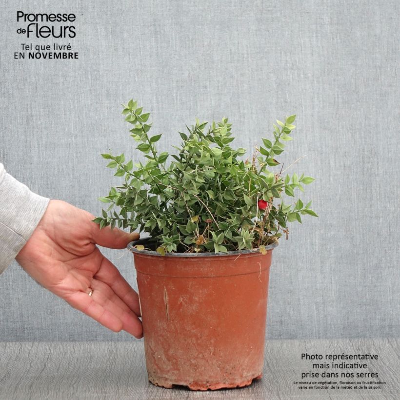 Ejemplar de Ruscus aculeatus - Fragon petit houx  Pot de 2L/3L entregado en otoño