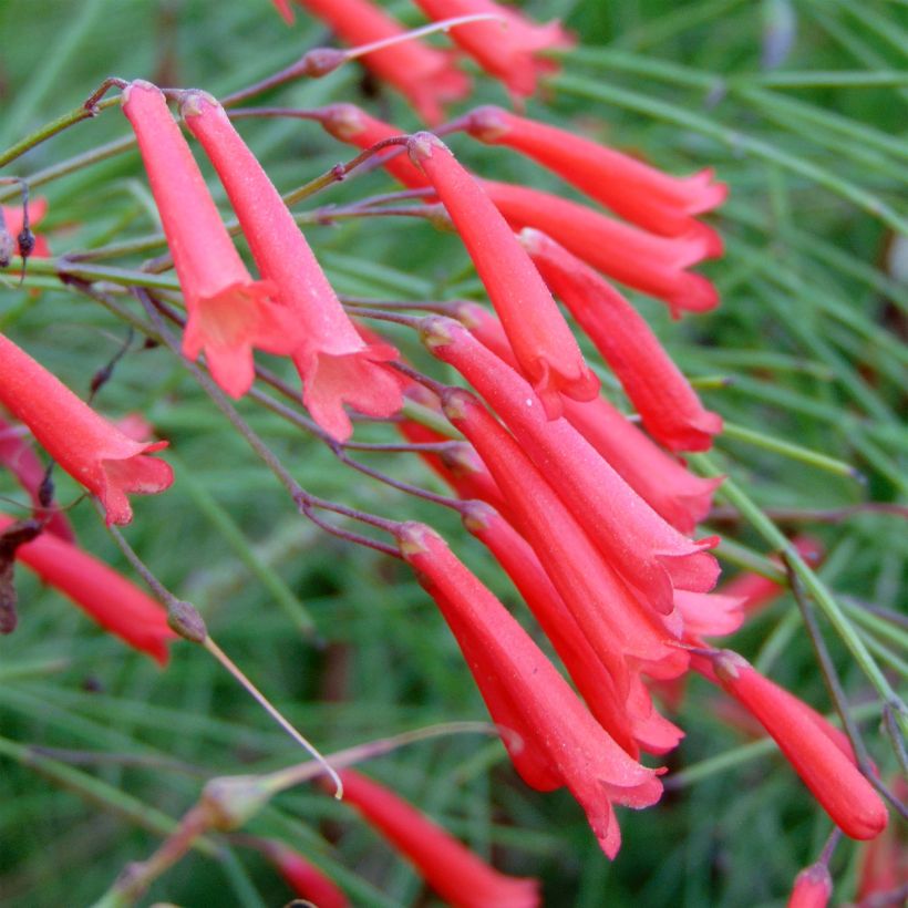 Russelia equisetiformis - Ruselia (Floración)