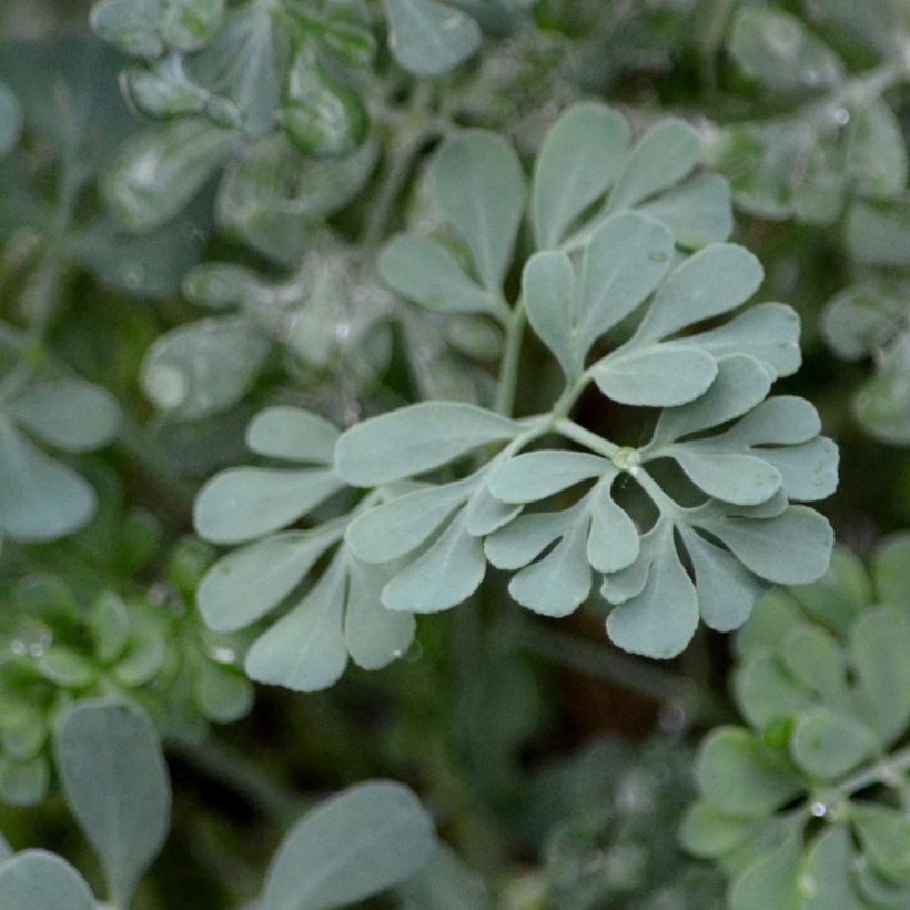 Ruda Jackman's blue - Ruta graveolens (Follaje)