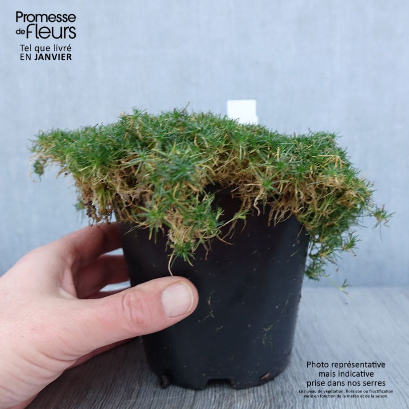 Sagina Green Moss - Sagine subulée Pot de 1,5L/2L Ejemplar entregado en invierno