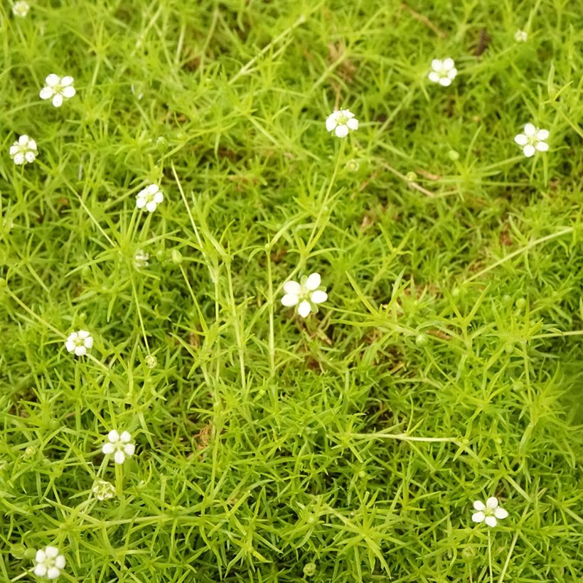 Sagina subulata Aurea - Musgo irlandés (Follaje)