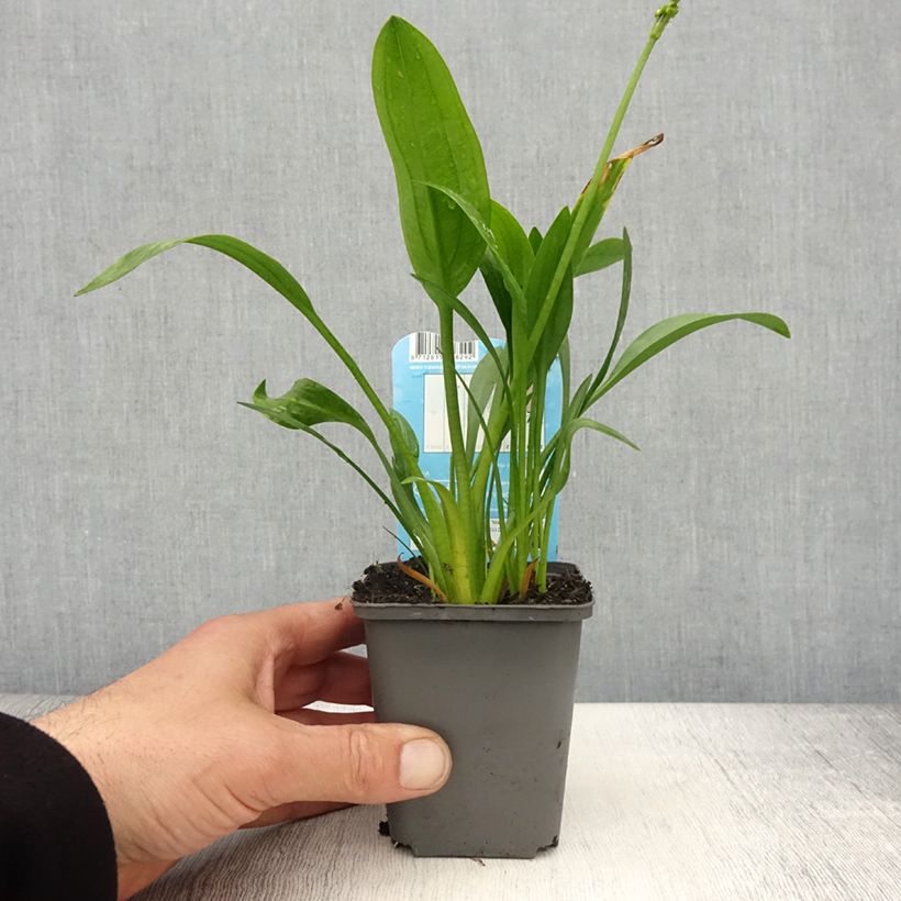 Sagittaria graminea - Sagittaire à feuilles de graminée - Godet de 8/9 cm Ejemplar entregado en la primavera