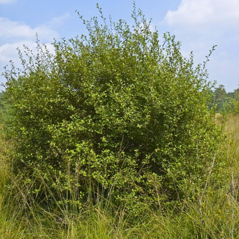 Salix aurita - Sauce (Porte)