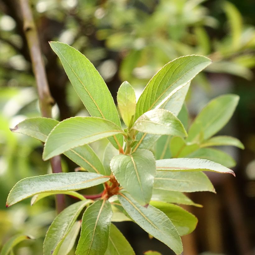 Salix gracilistyla Mount Aso - Sauce (Follaje)