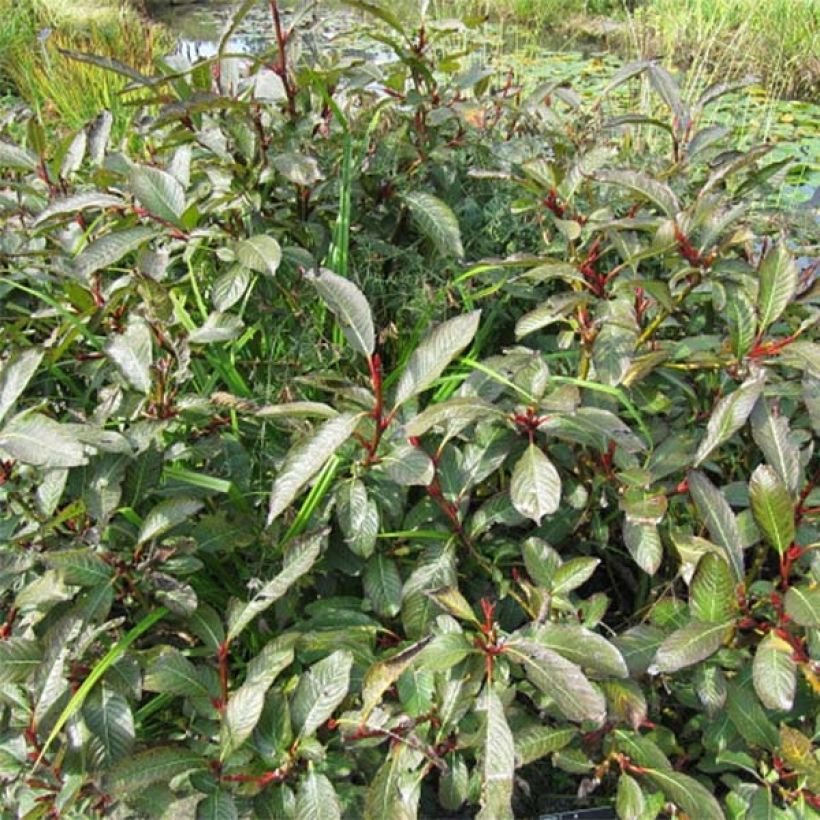 Salix fargesii - Sauce de Farges (Porte)