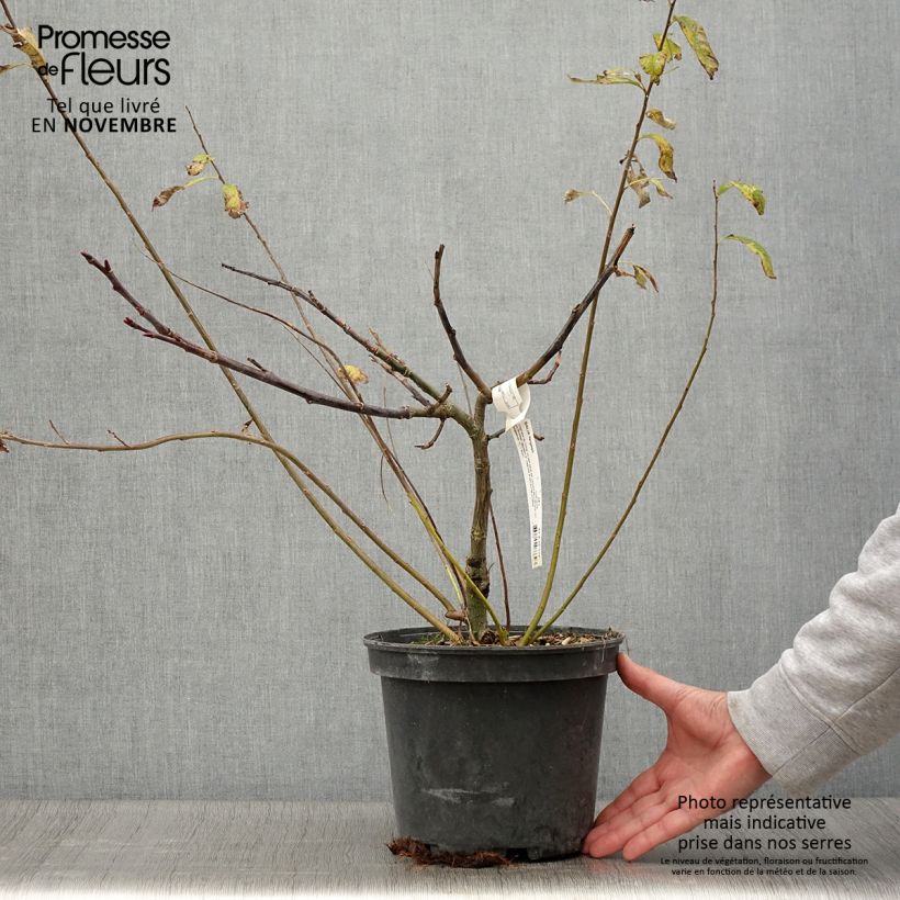 Ejemplar de Salix fargesii - Saule de Farges Pot de 4L/5L entregado en otoño