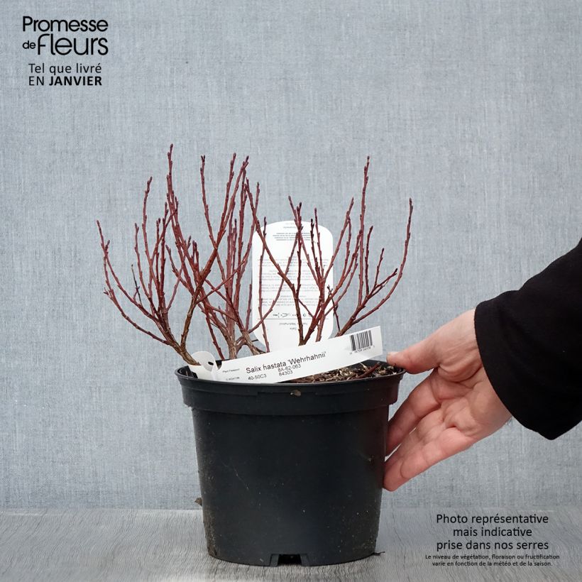 Salix hastata Wehrhahnii - Saule hasté Pot de 2L/3L Ejemplar entregado en invierno