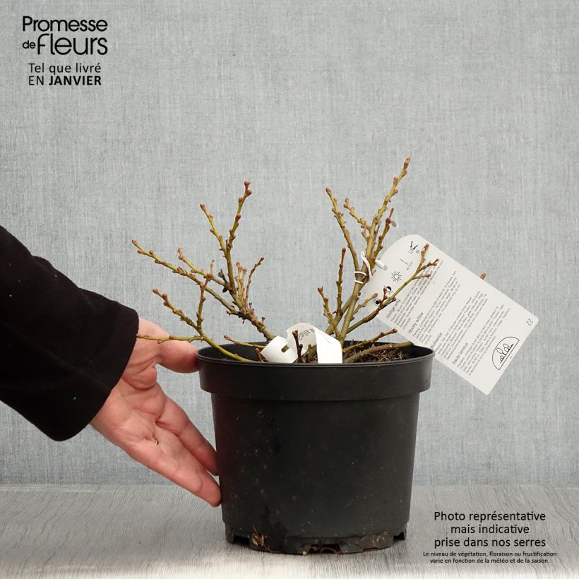 Salix lanata - Saule laineux Pot de 2L/3L Ejemplar entregado en invierno