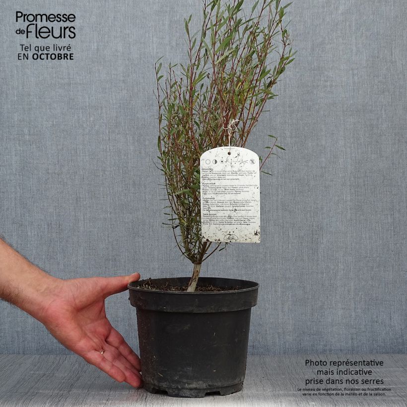 Ejemplar de Salix purpurea Nana 40/50cm en pot de 2L/3L - Saule pourpre entregado en otoño