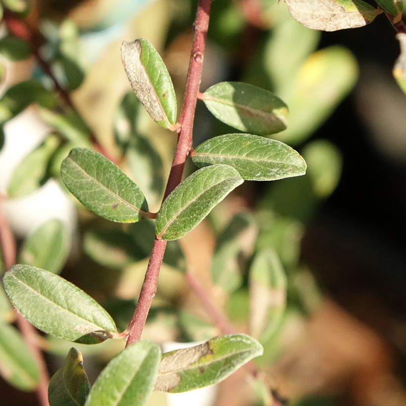 Salix repens Armando - Sauce rastrero (Follaje)